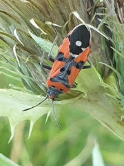 Lygaeus equestris
