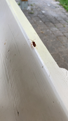 Gonocerus acuteangulatus