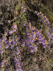 Felicia filifolia