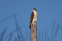Geranoaetus polyosoma