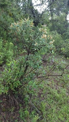 Eysenhardtia polystachya