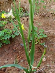 Moraea vegeta