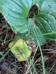 Maianthemum dilatatum