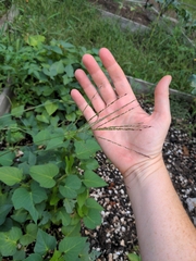 Digitaria sanguinalis