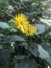 Heliopsis helianthoides