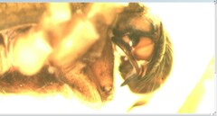 Parasteatoda tabulata