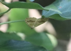 Camptogramma bilineata
