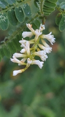 Eysenhardtia polystachya