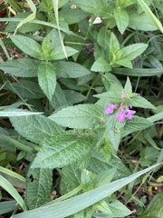 Stachys palustris