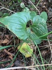 Maianthemum dilatatum