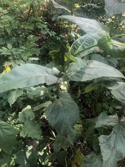 Heliopsis helianthoides