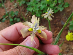 Moraea vegeta