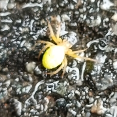 Araniella cucurbitina