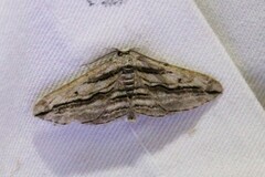 Ecleora solieraria