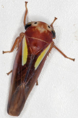 Balcanocerus