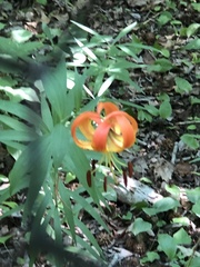 Lilium