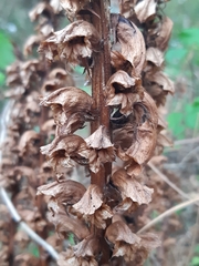 Orobanche
