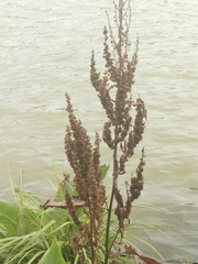 Rumex aquaticus