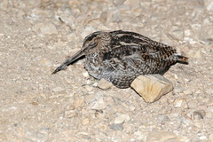 Gallinago andina
