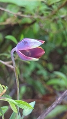 Calochortus cernuus