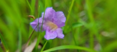 Ruellia humilis