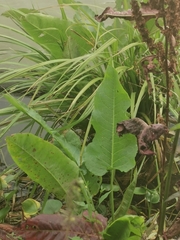 Rumex aquaticus