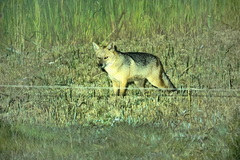 Lycalopex culpaeus andinus