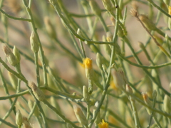 Leucosyris carnosa