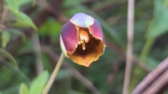 Calochortus cernuus