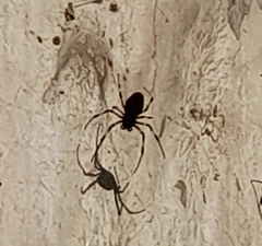 Nephilingis cruentata