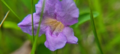 Ruellia humilis
