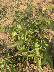 Solanum americanum