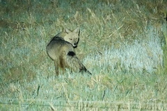 Lycalopex culpaeus andinus