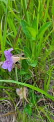 Ruellia humilis