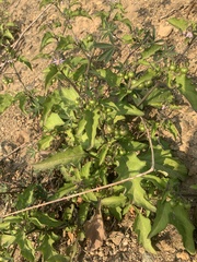 Solanum americanum