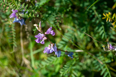 Oxytropis teres