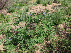 Lupinus cosentinii