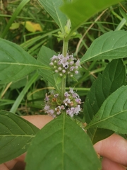 Mentha arvensis