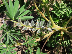 Lupinus cosentinii