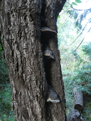 Phellinus igniarius