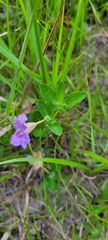 Ruellia humilis