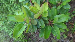 Arbutus xalapensis