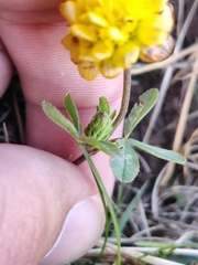 Trifolium badium