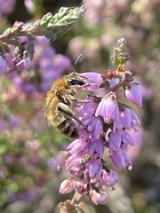 Andrena fuscipes