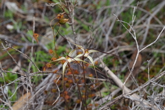 Caladenia capillata