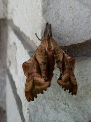 Paonias excaecata