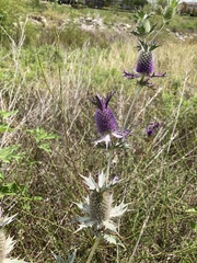 Eryngium leavenworthii