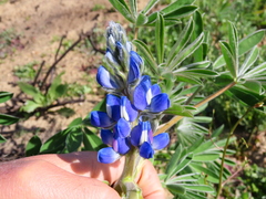 Lupinus cosentinii