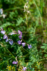 Oxytropis teres