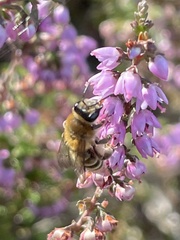 Andrena fuscipes